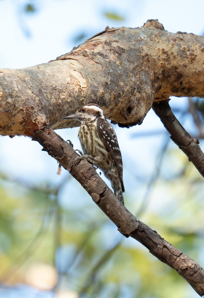 フィリピンコゲラ - ML640604849