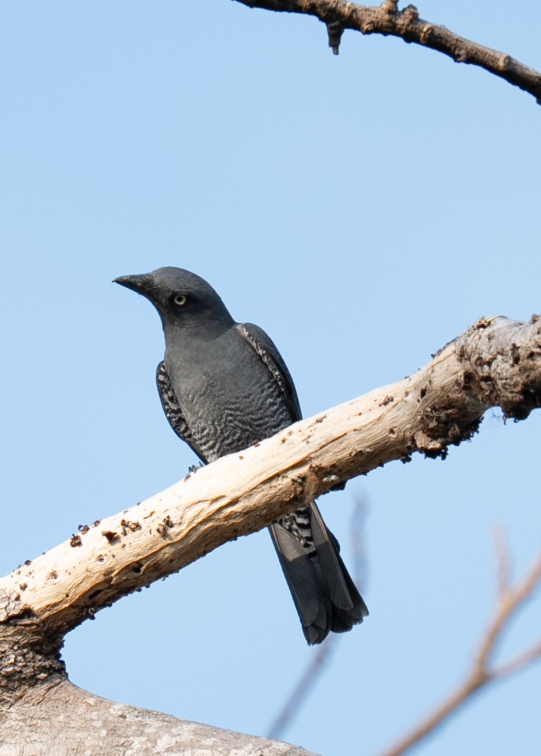 Bar-bellied Cuckooshrike - ML640604854