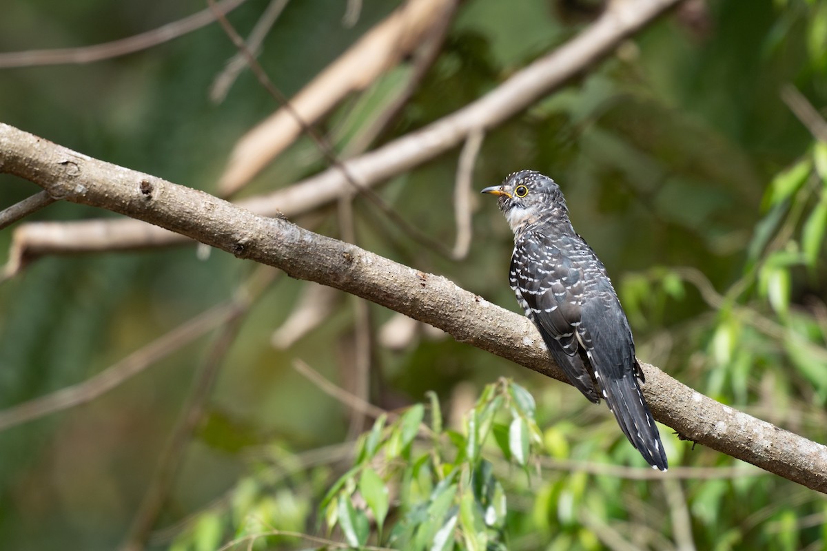 Sunda Cuckoo - ML640604873