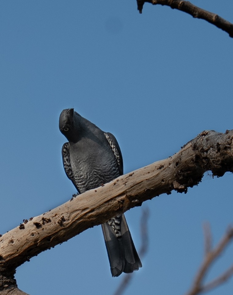 Bar-bellied Cuckooshrike - ML640604897