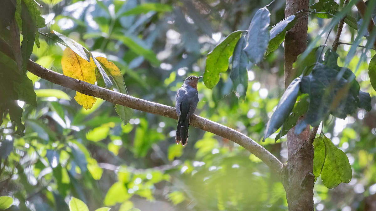 Chestnut-breasted Cuckoo - ML640604912