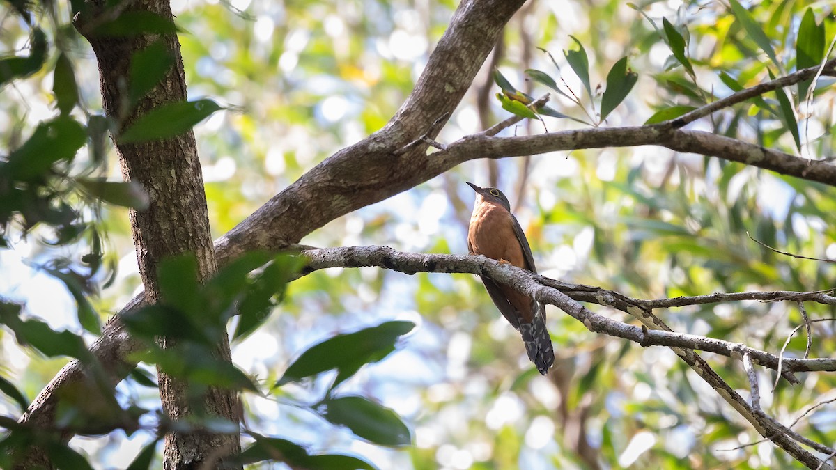 Chestnut-breasted Cuckoo - ML640604913