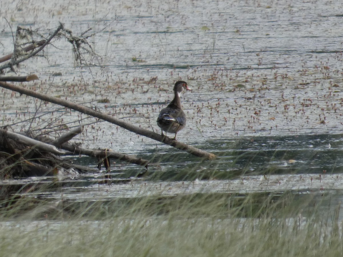 Wood Duck - ML640604918