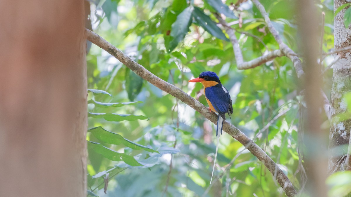 Buff-breasted Paradise-Kingfisher - ML640604927