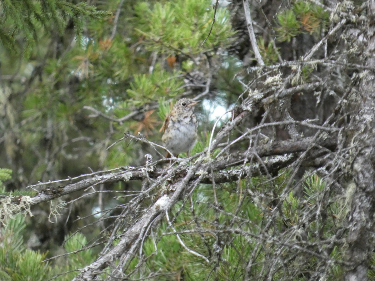 Hermit Thrush - ML640604929