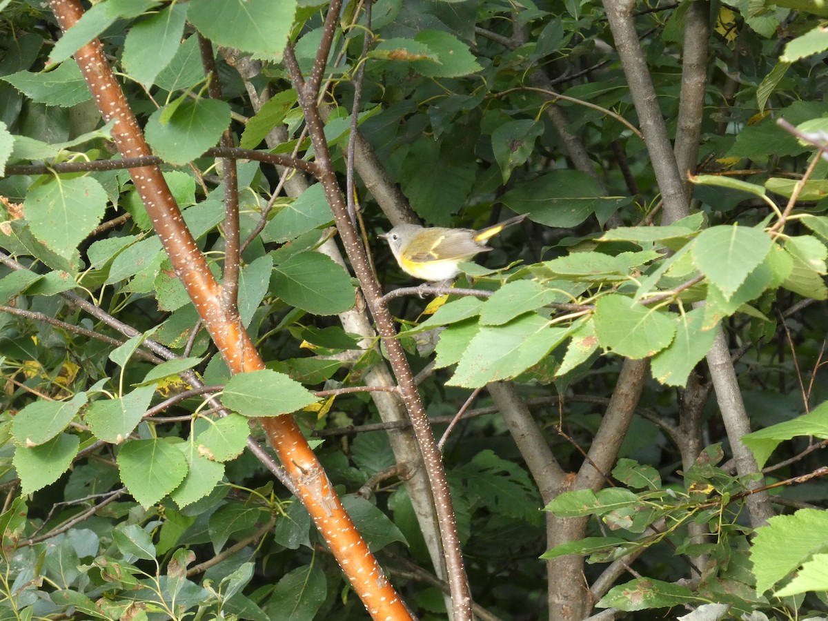 American Redstart - ML640604933