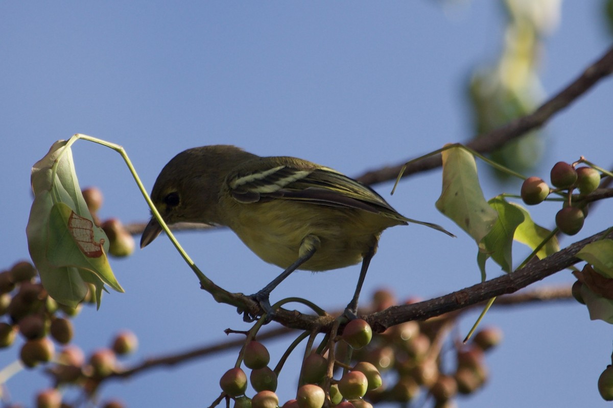 arawakvireo - ML640604939