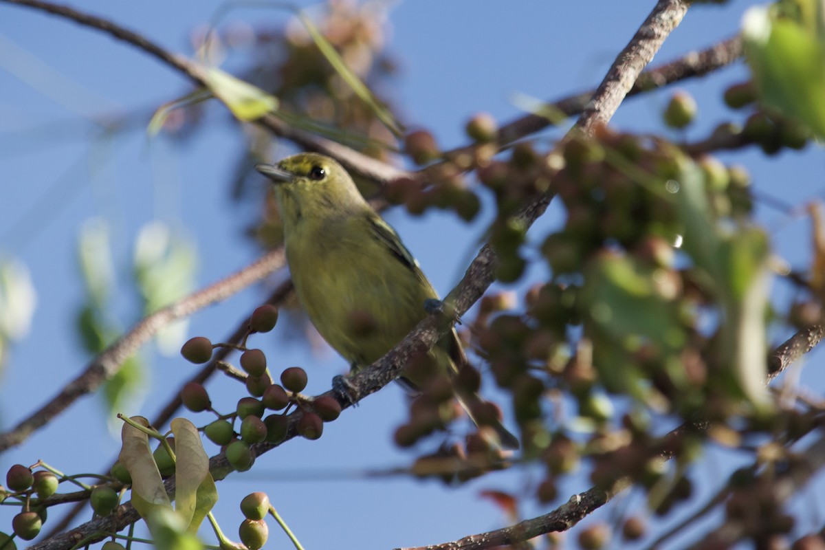 arawakvireo - ML640604940