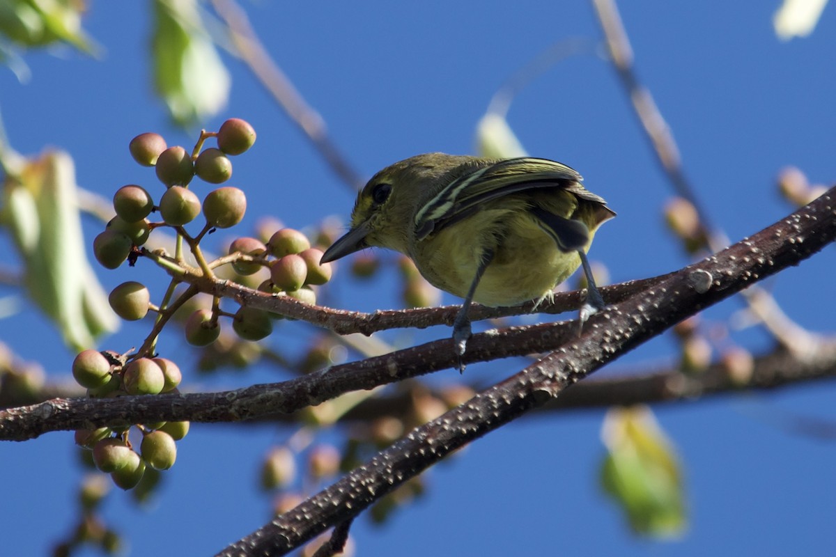 arawakvireo - ML640604941