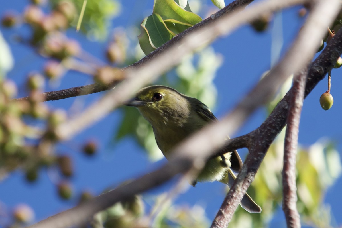 arawakvireo - ML640604942