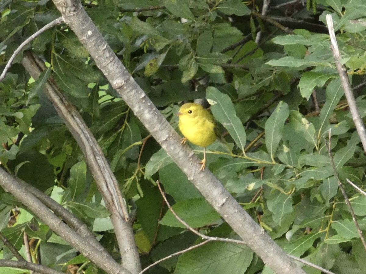 Wilson's Warbler - ML640604950