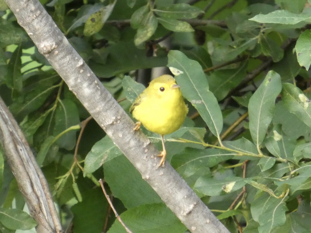 Wilson's Warbler - ML640604951