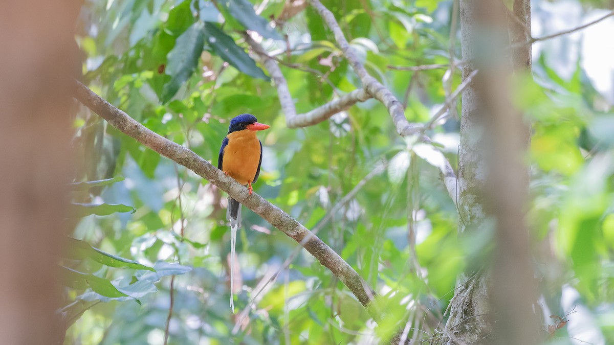 Buff-breasted Paradise-Kingfisher - ML640604972