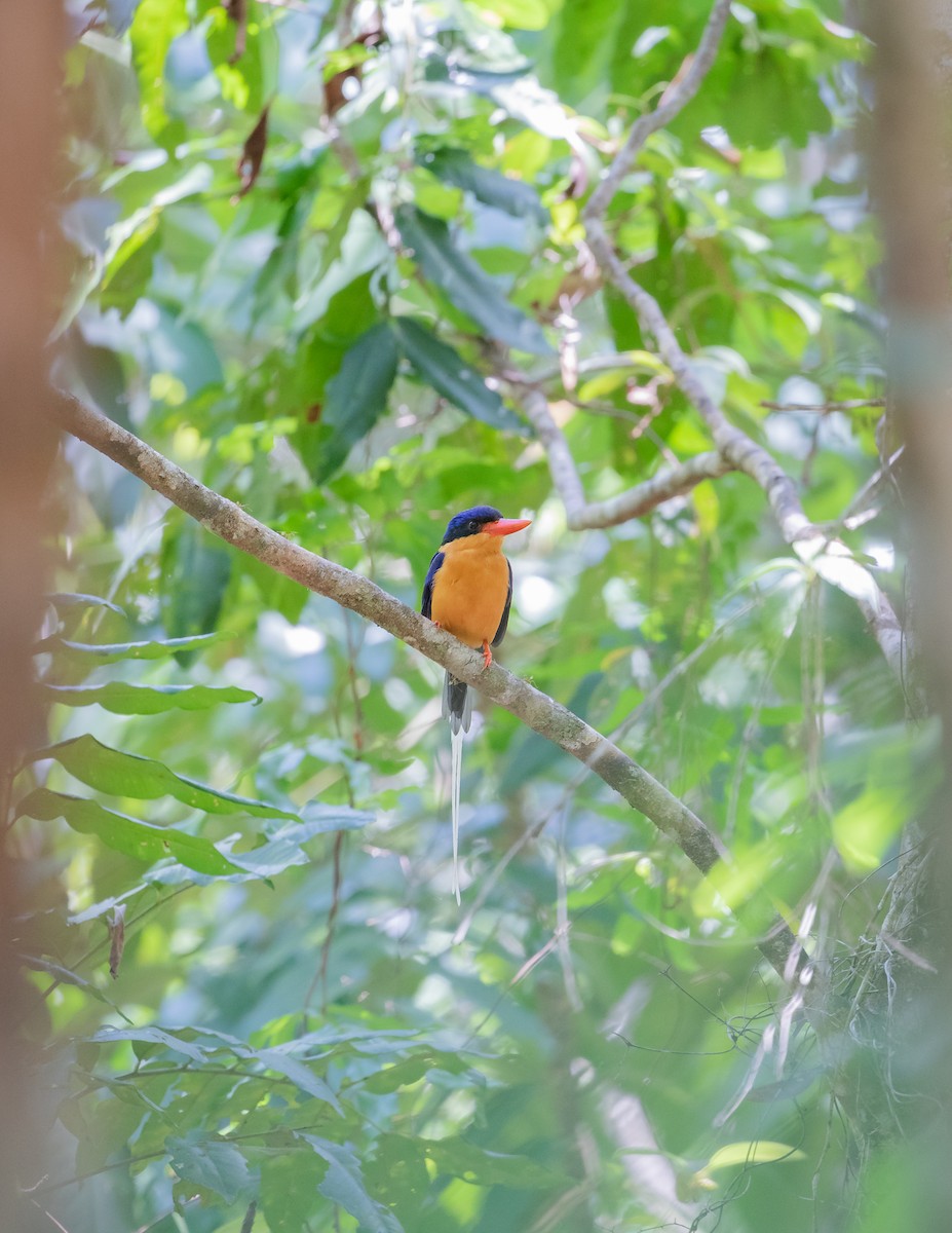 Buff-breasted Paradise-Kingfisher - ML640604973
