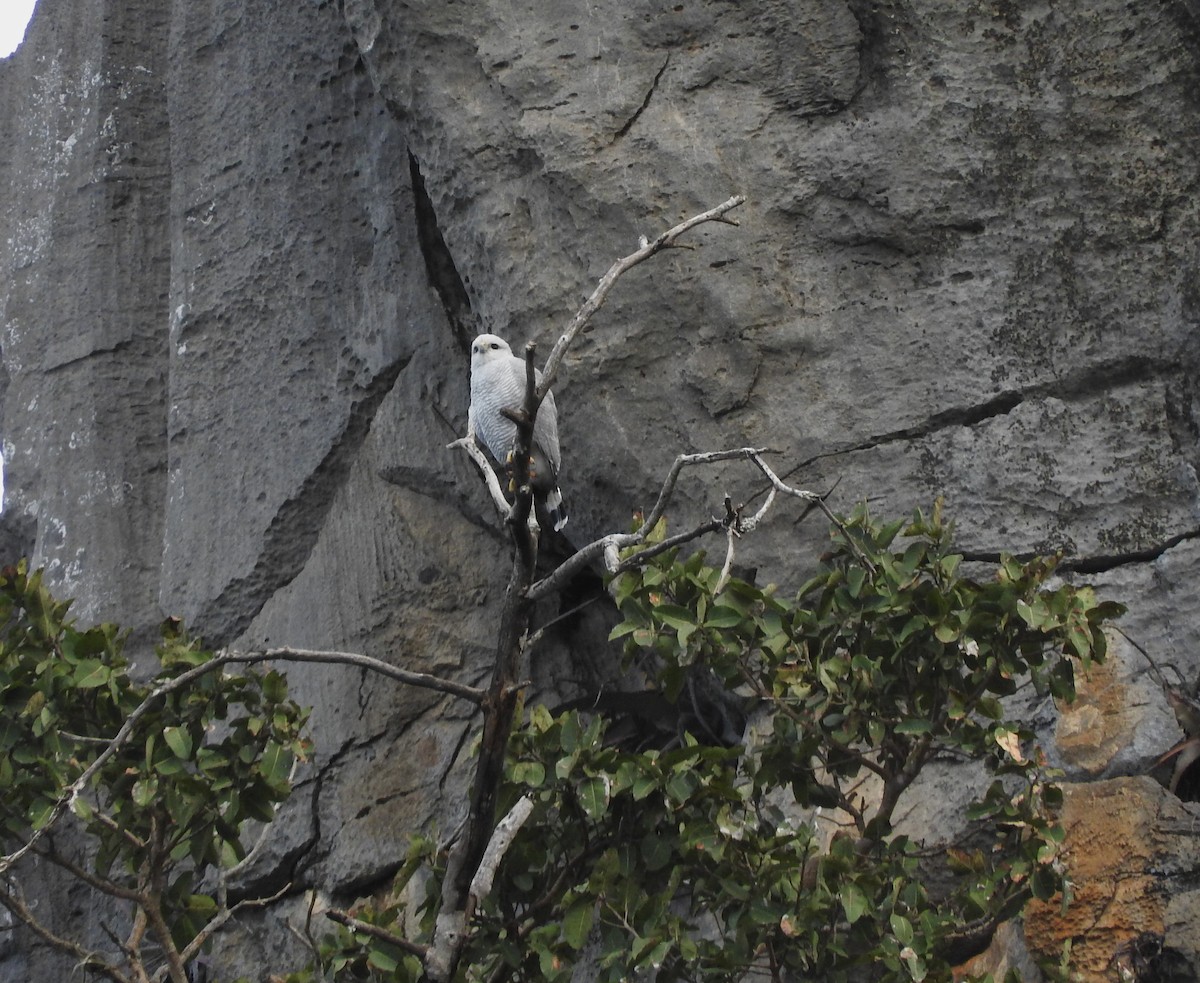 Gray-lined Hawk - ML640605021