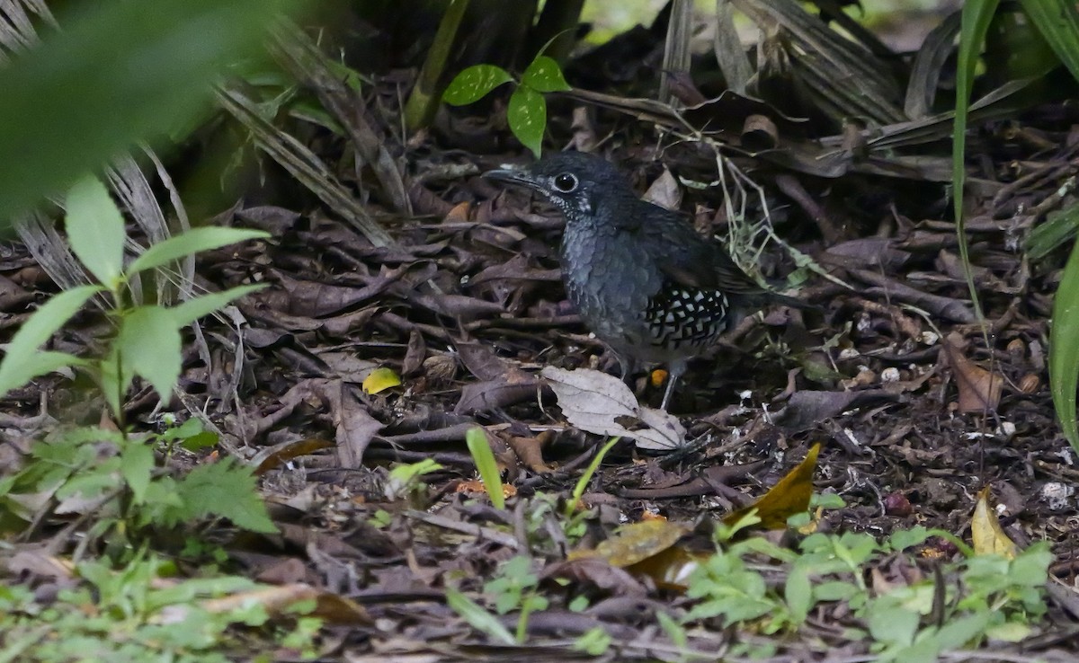 Sundaerddrossel - ML640605034