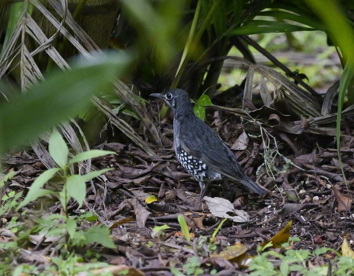 Sundaerddrossel - ML640605035