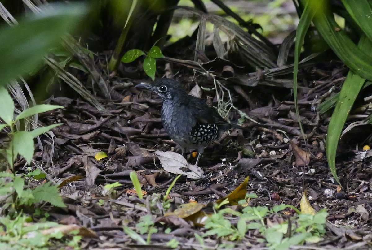 Sundaerddrossel - ML640605036