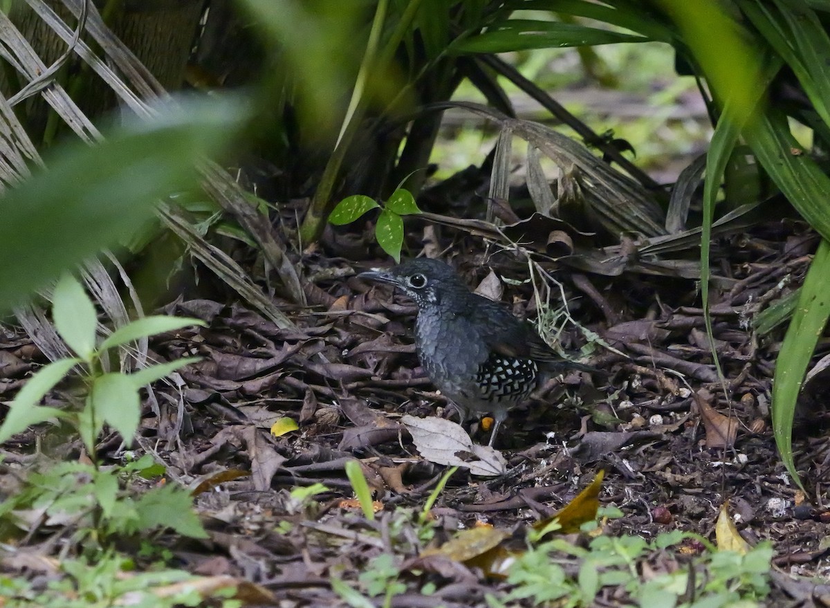 Sundaerddrossel - ML640605037