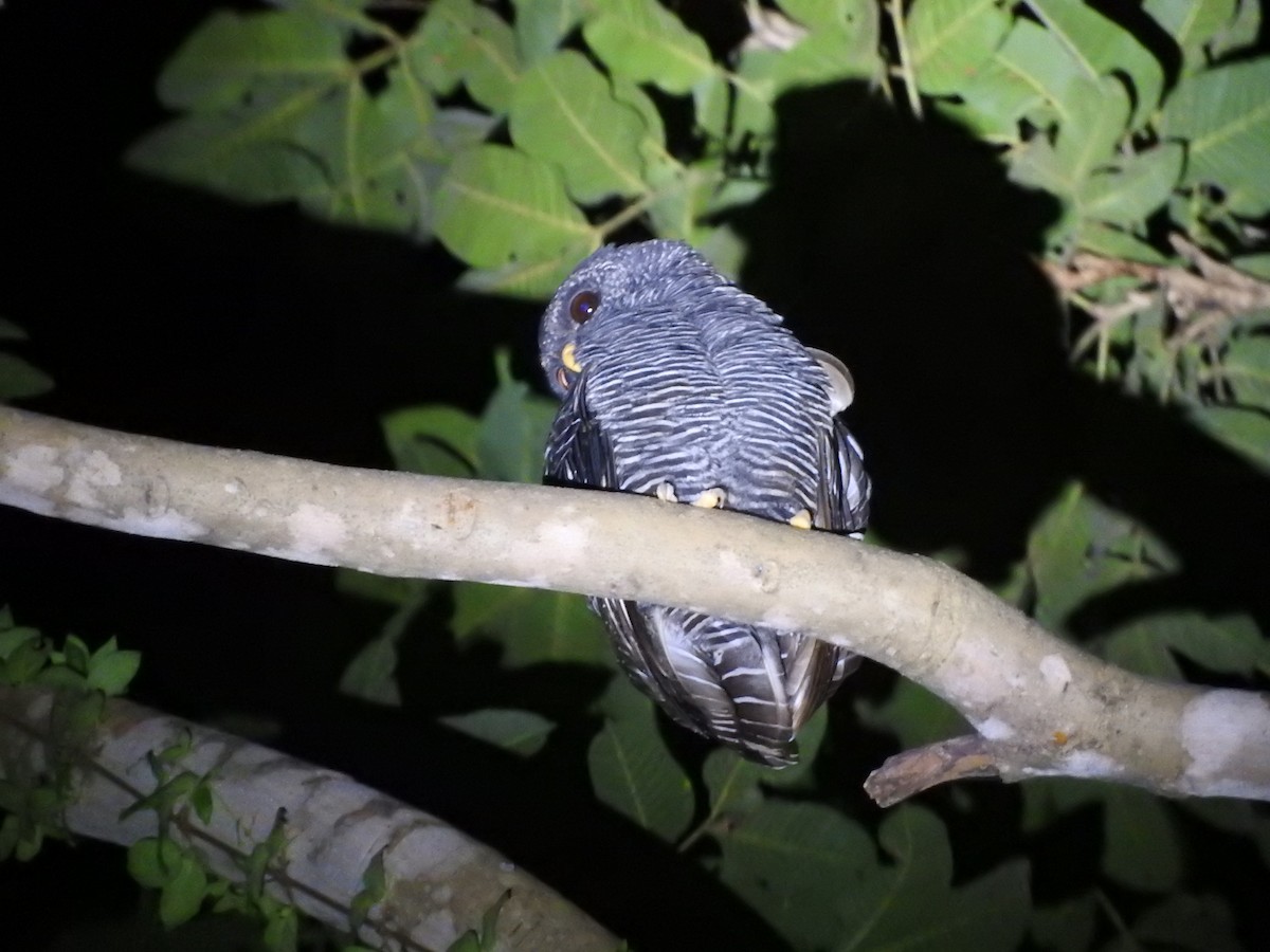 Black-banded Owl - ML640605041
