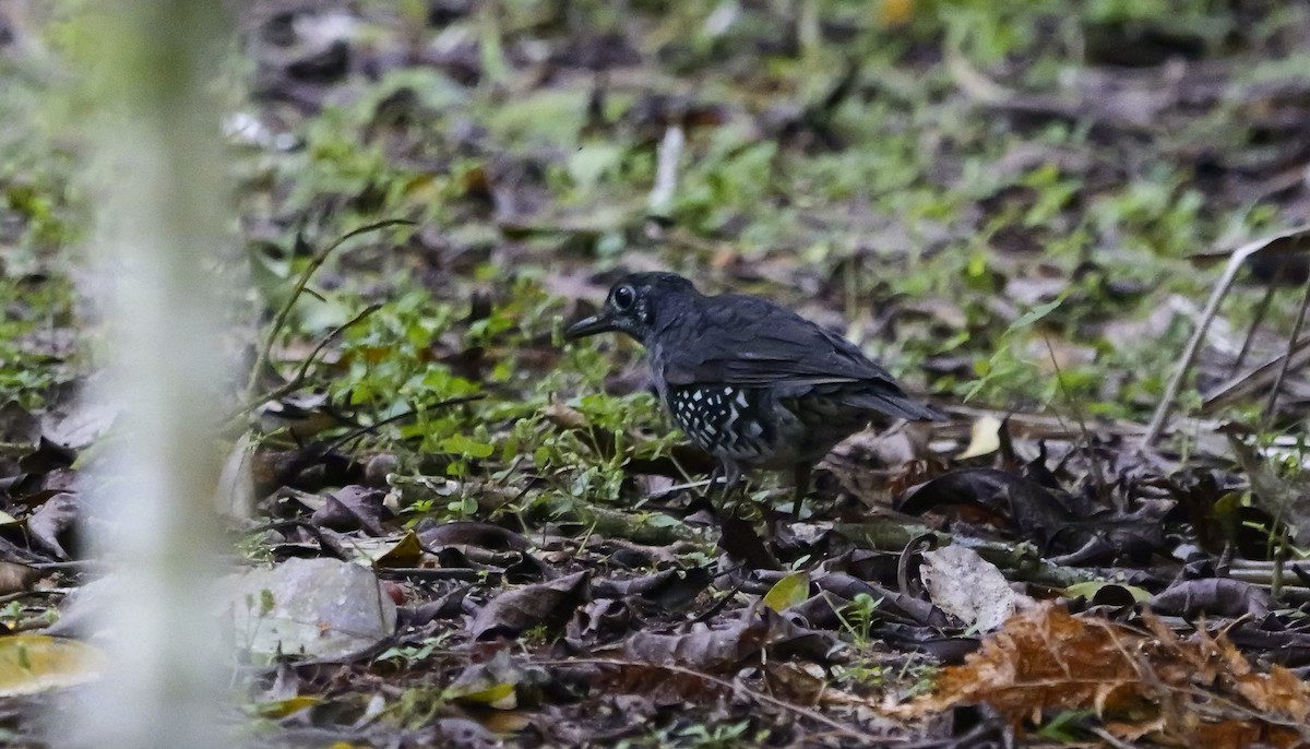 Sundaerddrossel - ML640605057