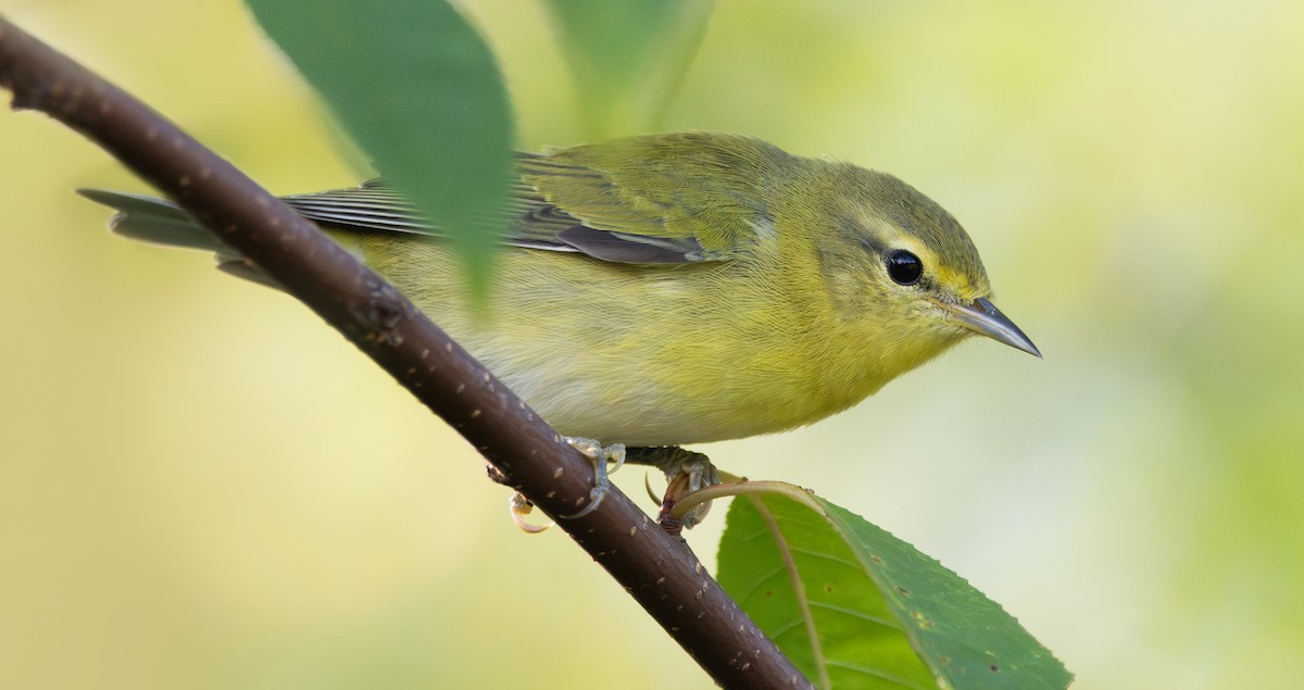 Tennessee Warbler - ML640605058