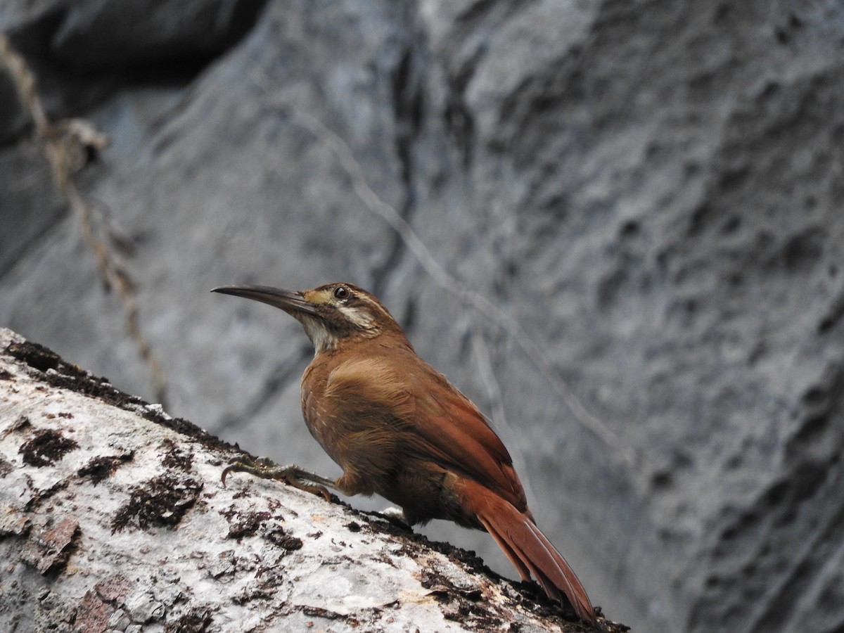 Moustached Woodcreeper - ML640605064