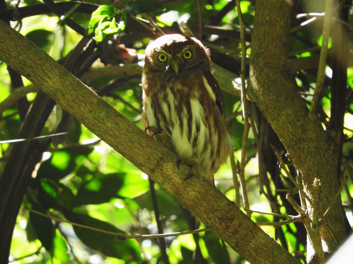 Ferruginous Pygmy-Owl - ML640605082