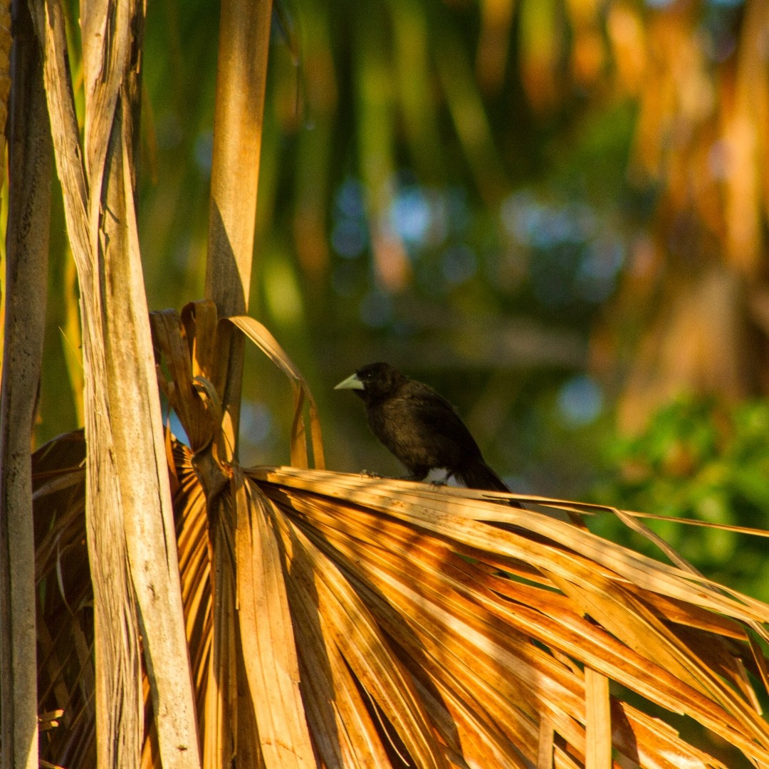 Yellow-billed Cacique - ML640605099