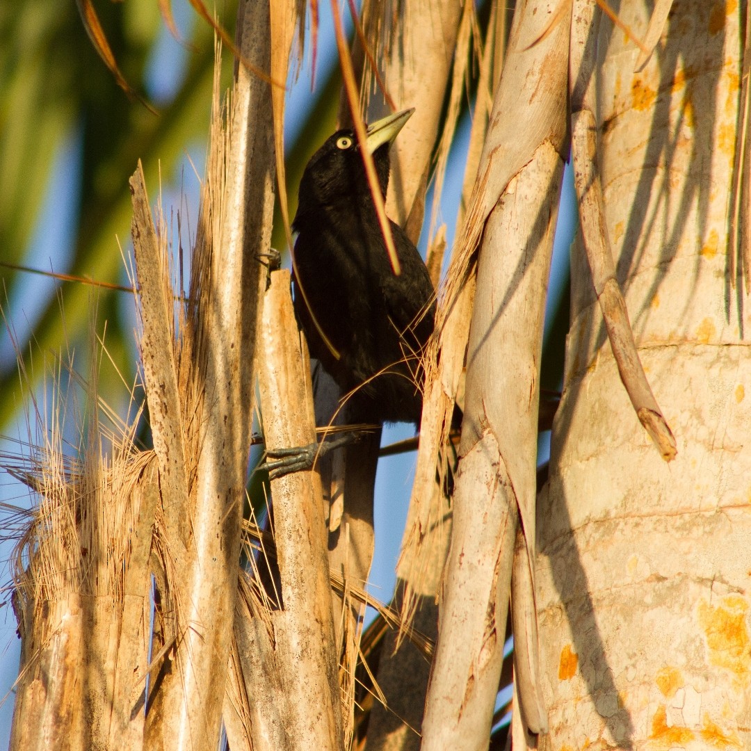 Yellow-billed Cacique - ML640605100