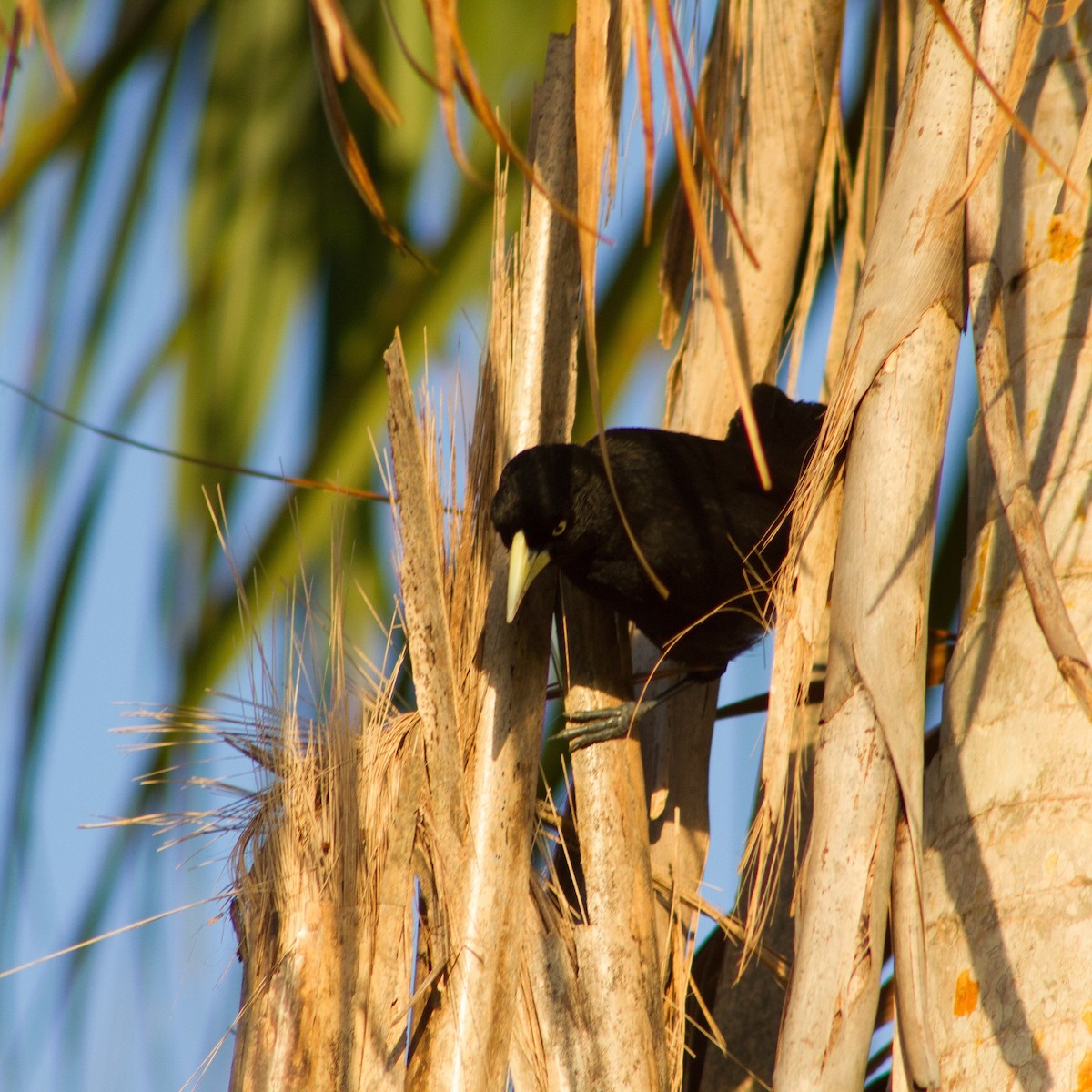 Yellow-billed Cacique - ML640605103