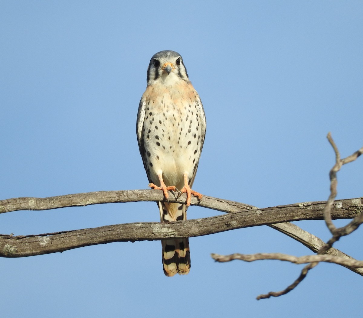 American Kestrel - ML640605141