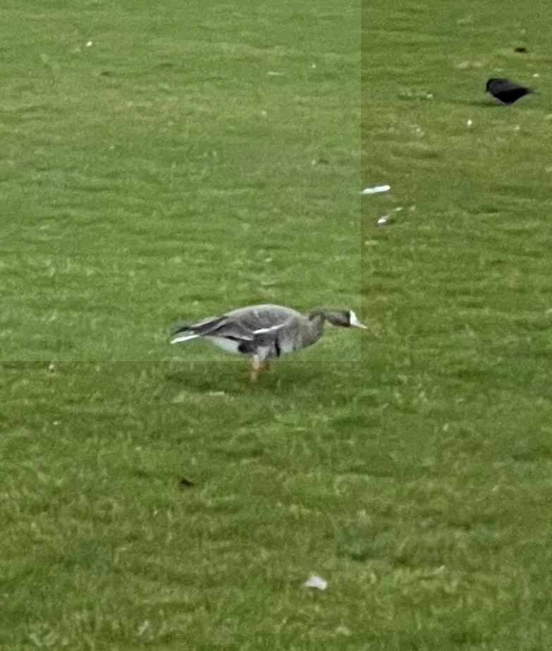 Greater White-fronted Goose - ML640605155
