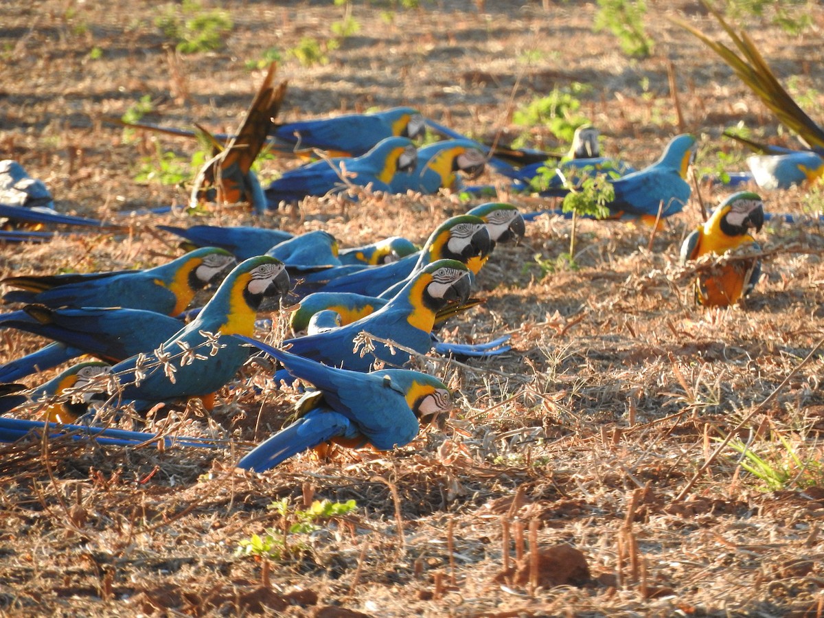 Blue-and-yellow Macaw - ML640605174