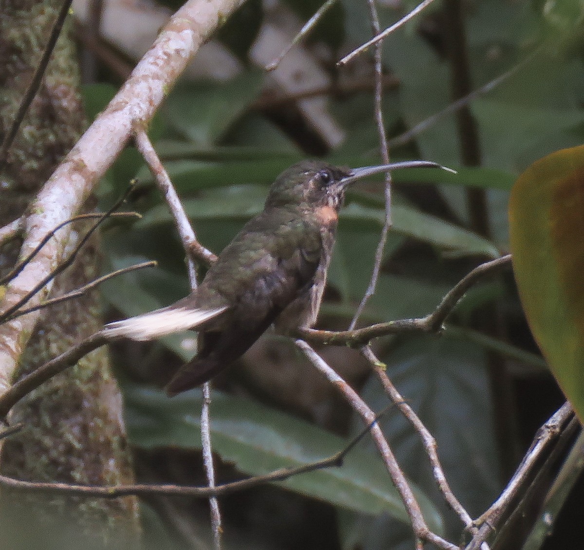 Pale-tailed Barbthroat - ML640605217