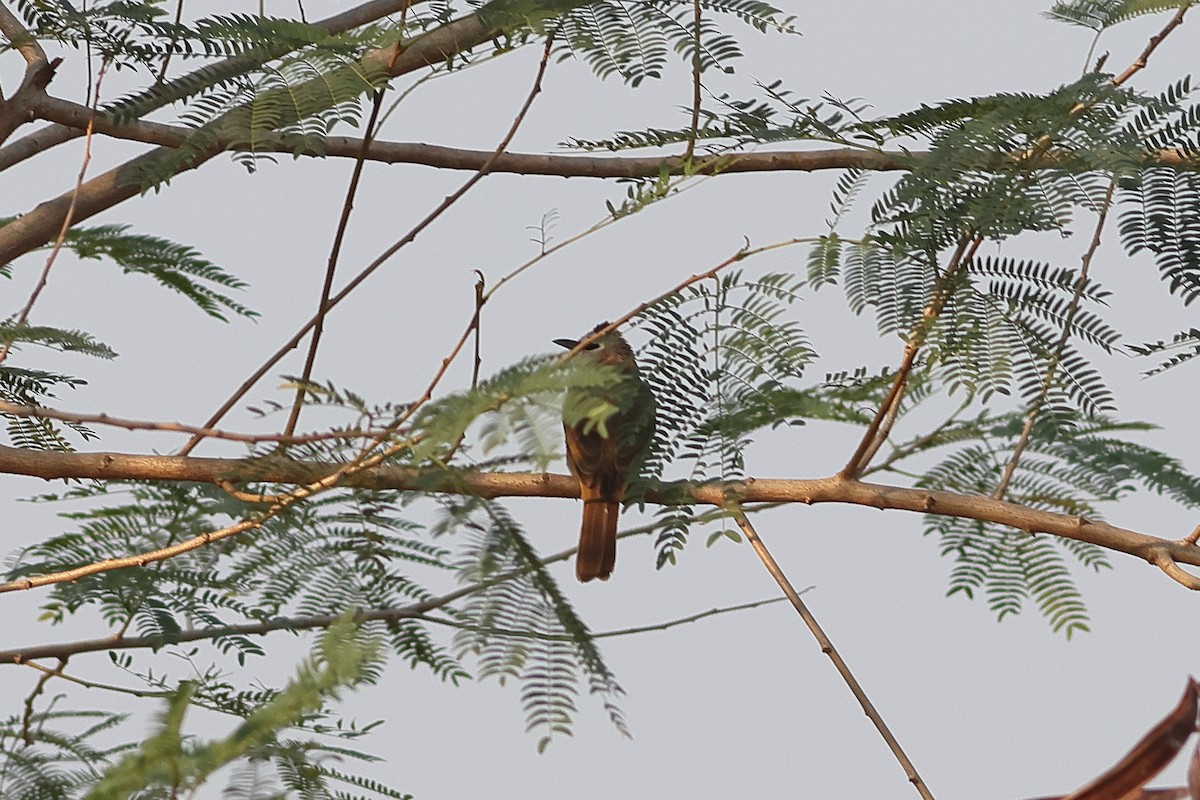 Ochraceous Bulbul - ML640605237