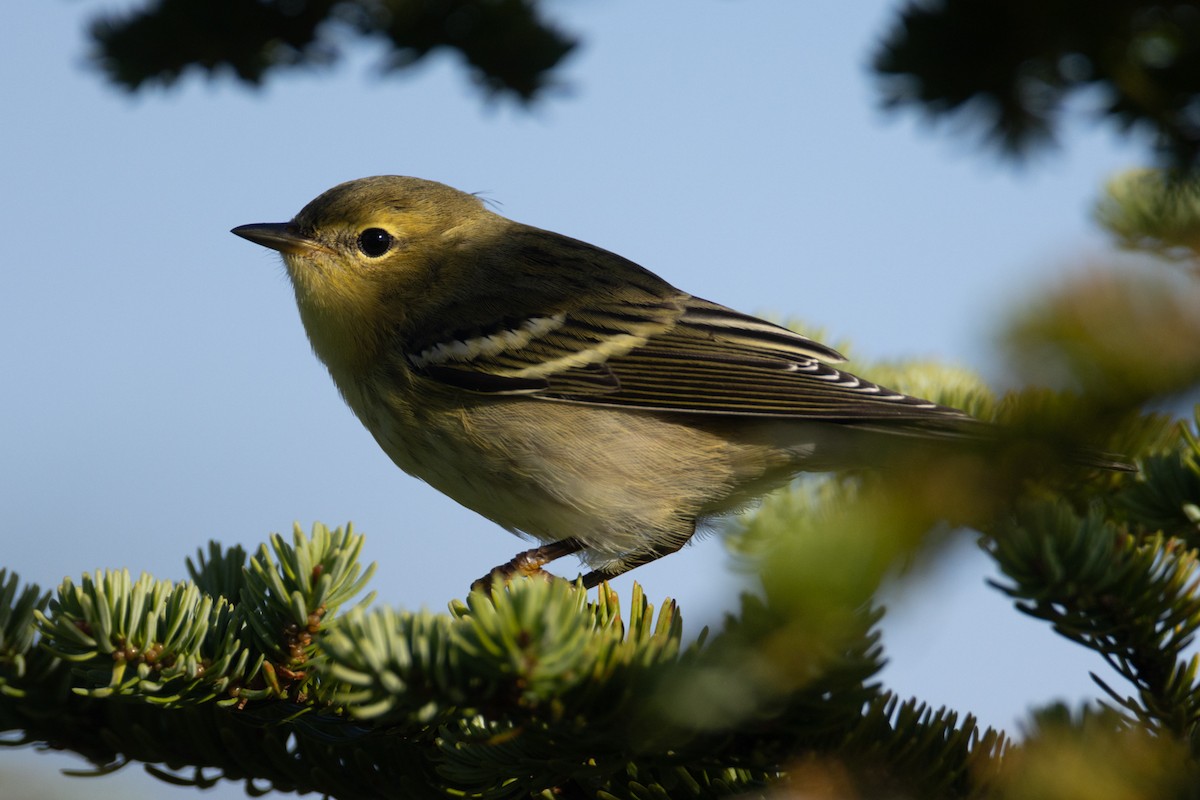 Blackpoll Warbler - ML640605251