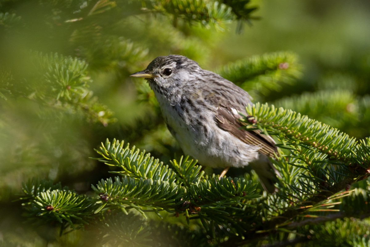 Blackpoll Warbler - ML640605252