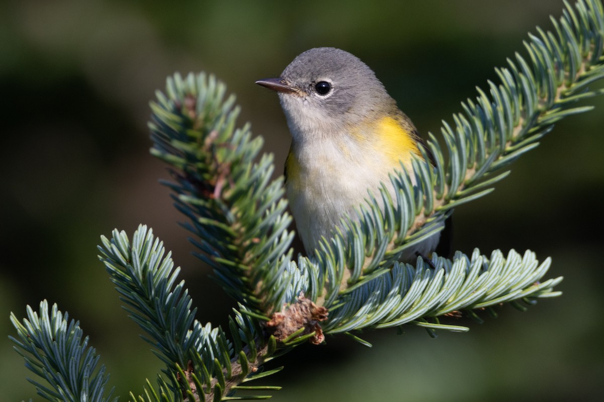 American Redstart - ML640605256