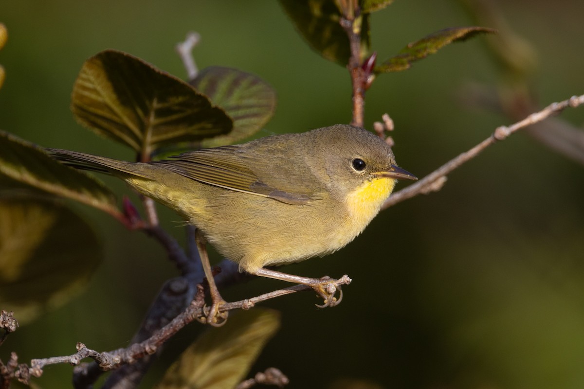 Common Yellowthroat - ML640605259