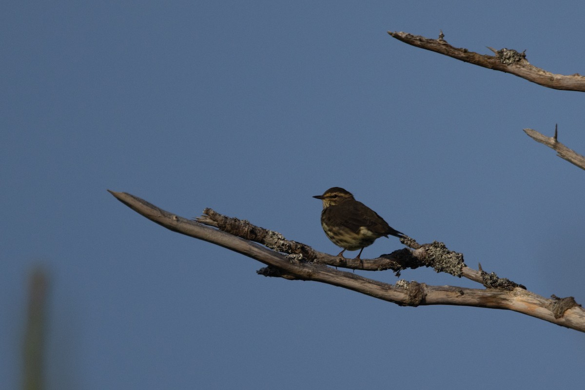 Northern Waterthrush - ML640605263