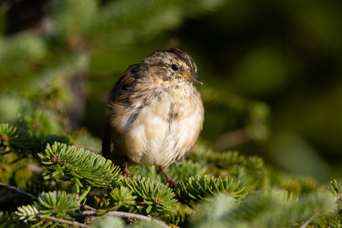 Swamp Sparrow - ML640605265