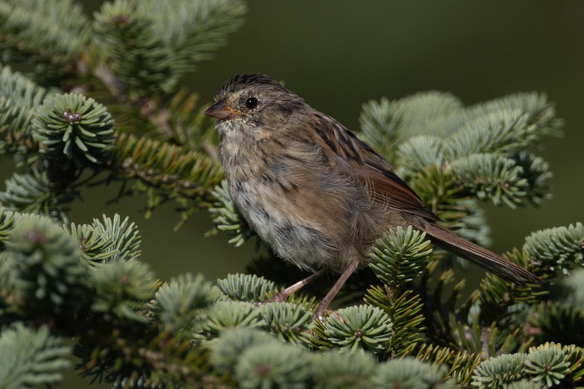 Swamp Sparrow - ML640605266