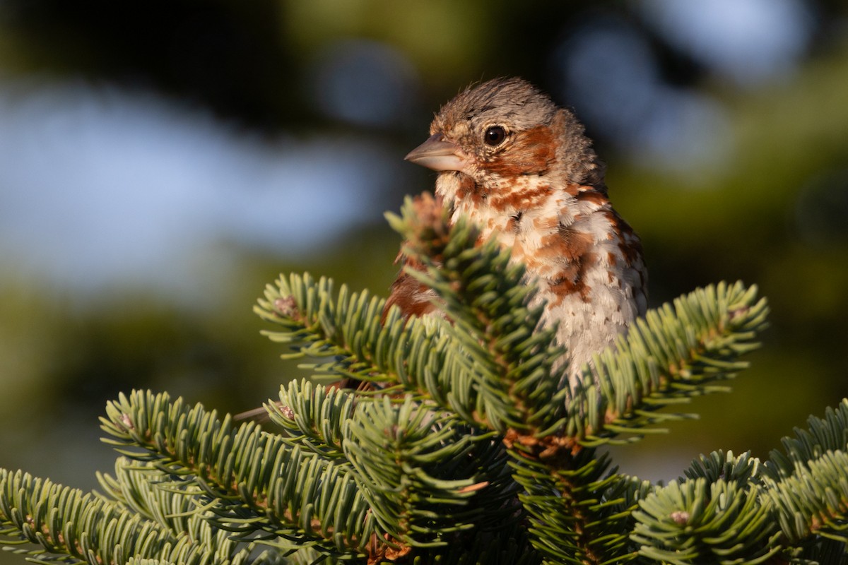 Fox Sparrow - ML640605270