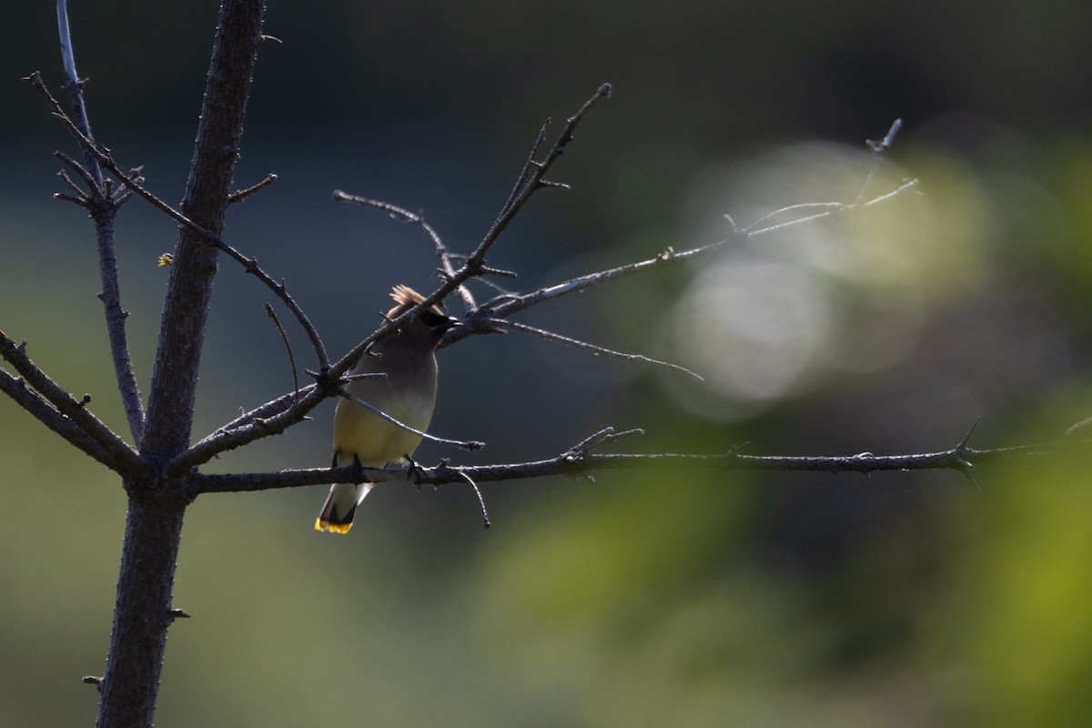 Cedar Waxwing - ML640605273