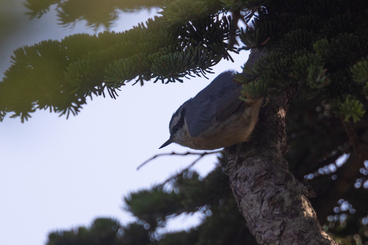 Red-breasted Nuthatch - ML640605281