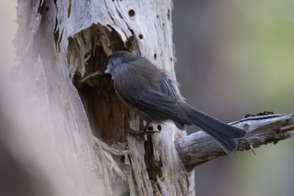 Boreal Chickadee - ML640605282