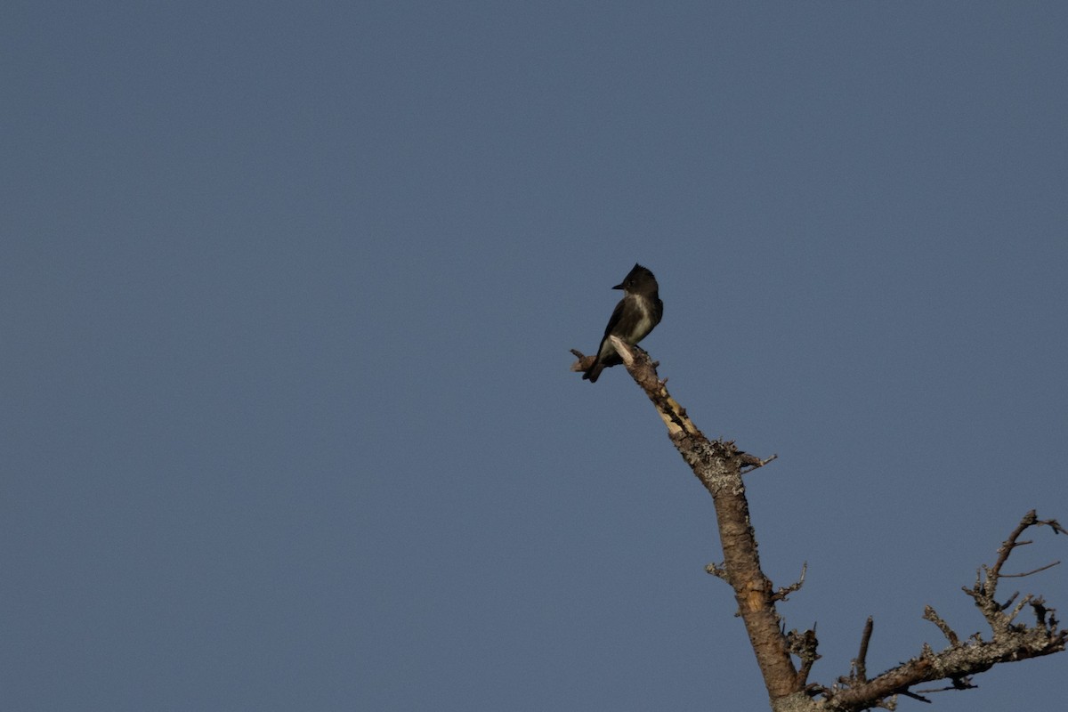Olive-sided Flycatcher - ML640605289