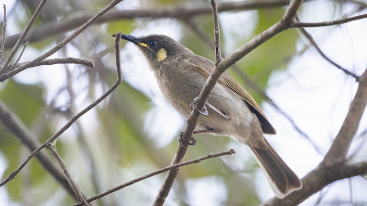 Cryptic Honeyeater - ML640605309