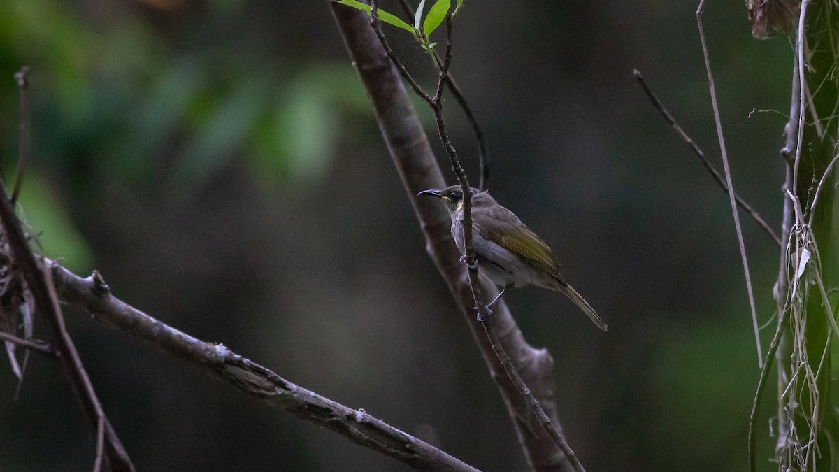 Cryptic Honeyeater - ML640605373